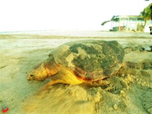 Maio Biodiversity Foundation turtles